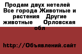Продам двух нетелей - Все города Животные и растения » Другие животные   . Орловская обл.